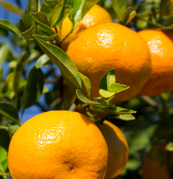 Citrus fruit. UF/IFAS photo