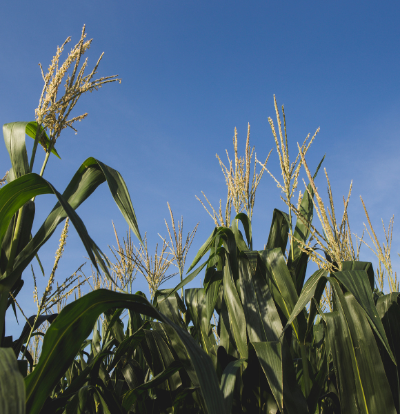 Corn stalks. UF/IFAS photo.