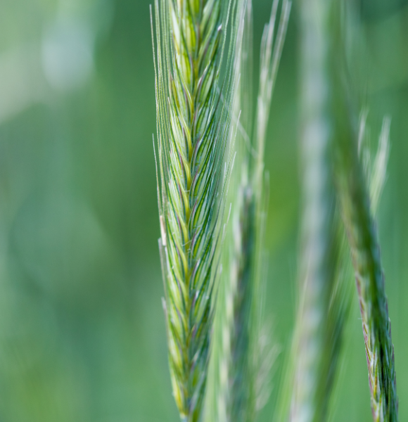 Forage grass seed head. UF/IFAS photo.