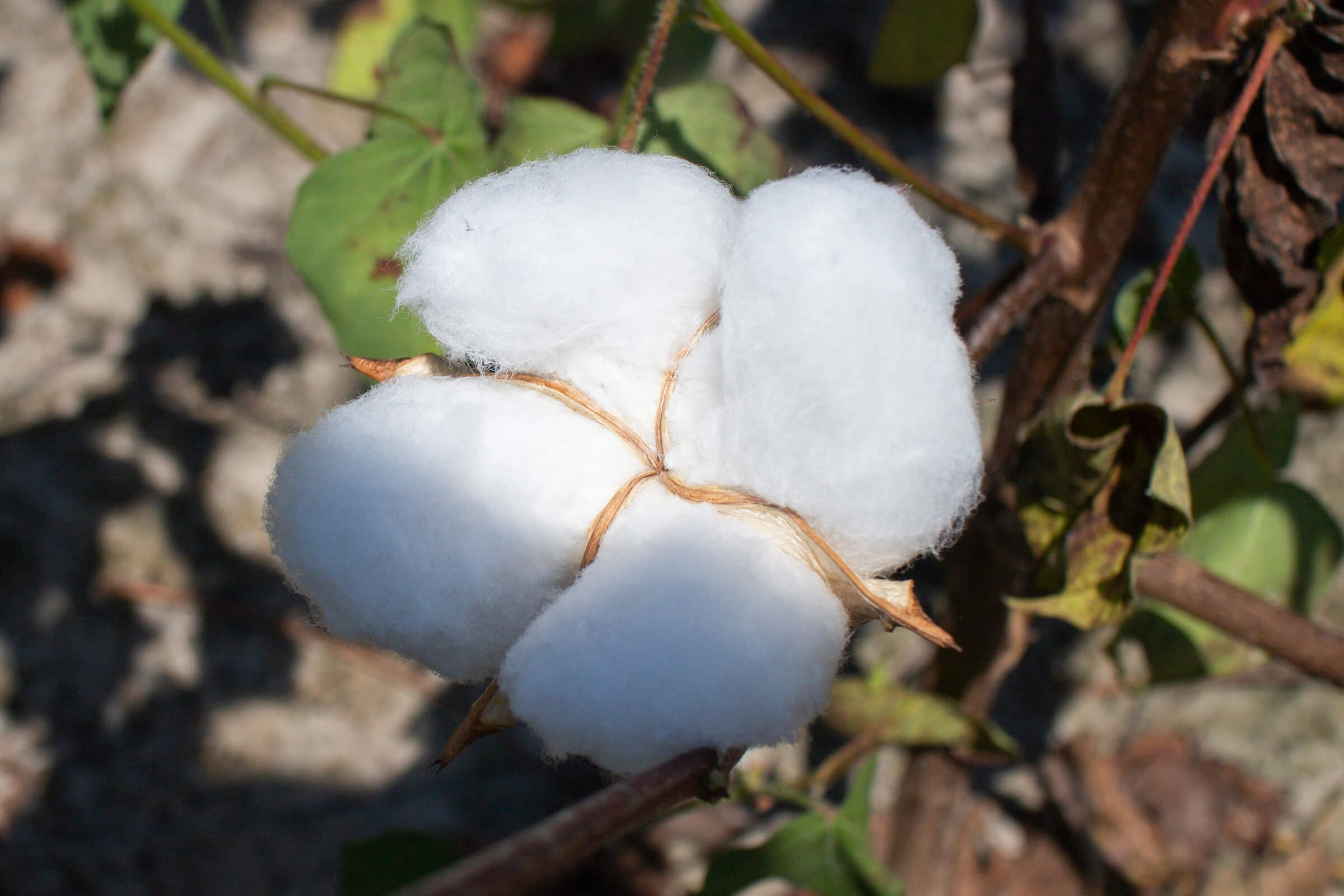 a ball of cotton